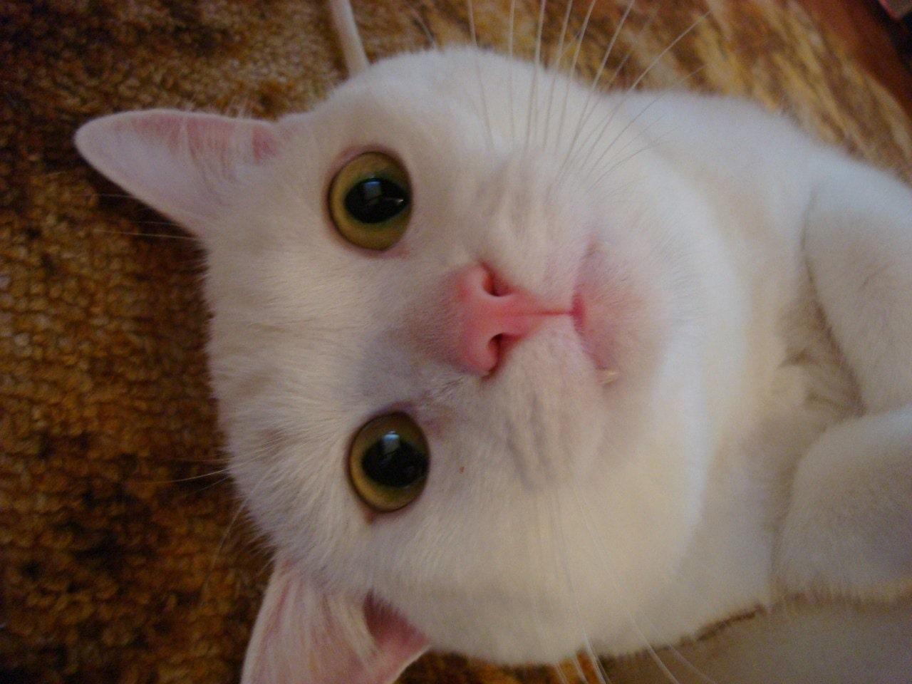 Фото Умный Умка: кот с говорящим именем стал вторым победителем недели в конкурсе «Главный котик Новосибирска» 2